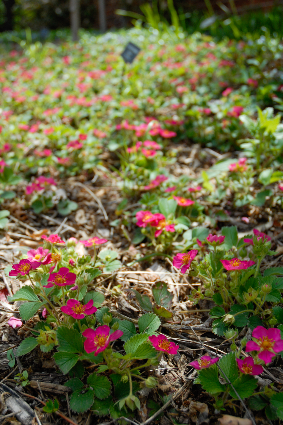 Pink Panda Strawberry